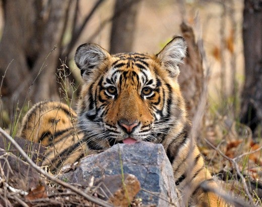 Adult male tiger in Ranthambhore