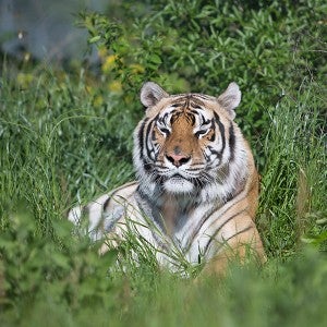 Alex the tiger at Black Beauty Ranch