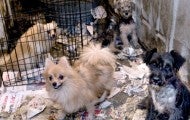 Filthy conditions surrounding dogs inside a puppy mill.