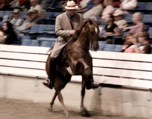 Undercover video footage revealing cruel treatment of horses in Tennessee walking horse industry