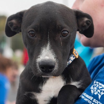Volunteer holding a puppy during a transport