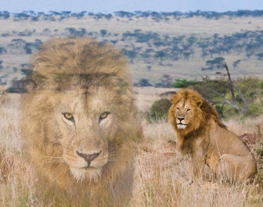 Photo collage of a lion vanishing from the safari