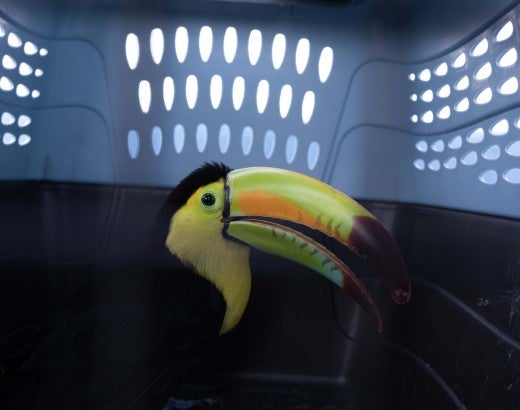 A toucan in an animal carrier