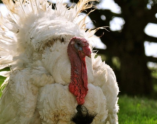 Turkey at Farm Sanctuary