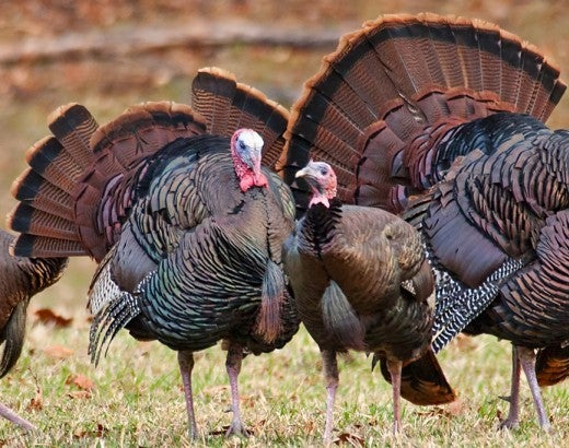Wild turkeys in field