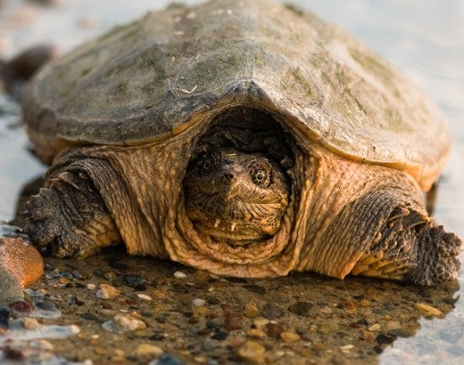 Snapping turtle on gravel at waters edge