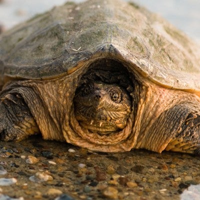 Snapping turtle on gravel at waters edge
