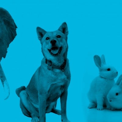 Collage showing portraits of animals