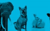 Collage showing portraits of animals