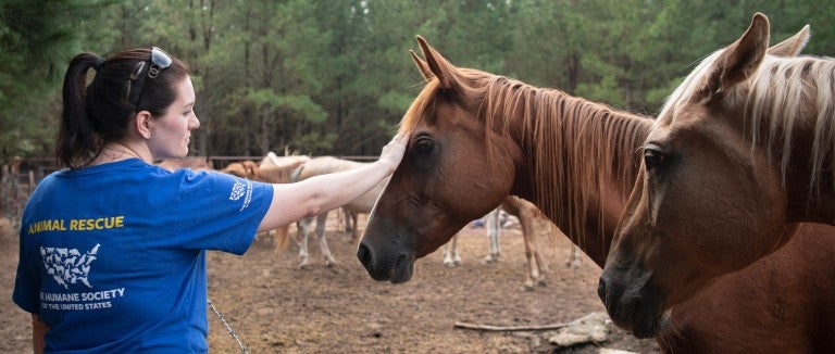 Animal Rescue Team's Jessica Johnson with horses from a rescue in Texas