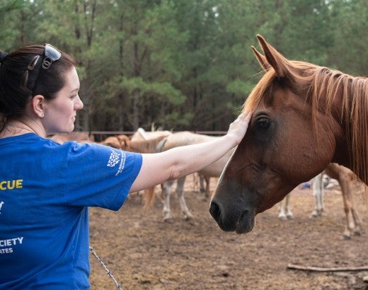 Animal Rescue Team's Jessica Johnson with horses from a rescue in Texas