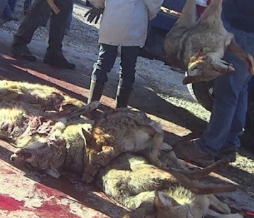 Coyote bodies piled up at an Illinois wildlife killing contest undercover investigation
