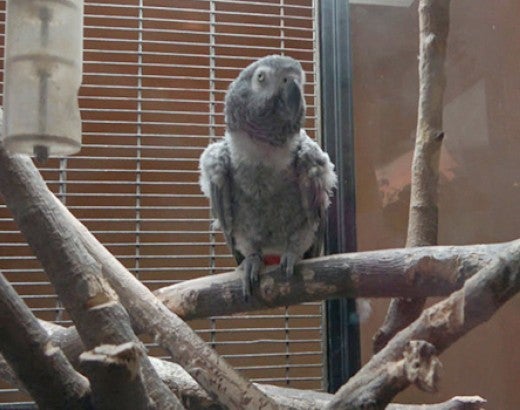 An African grey sitting alone in the dark at Tiger Safari Zoo early last year