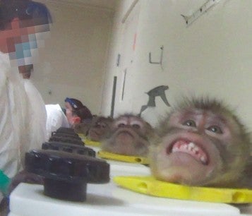 Scared monkey in head stock during HSUS undercover investigation into toxicology lab
