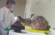 Scared monkey in head stock during HSUS undercover investigation into toxicology lab