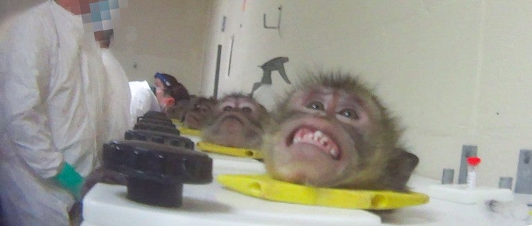 Scared monkey in head stock during HSUS undercover investigation into toxicology lab