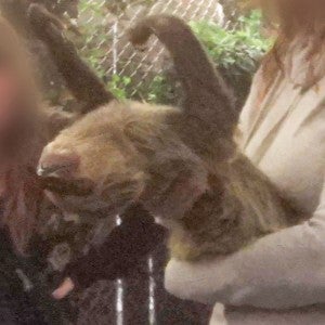 Two patrons hold a distressed sloth at Sloth Encounters