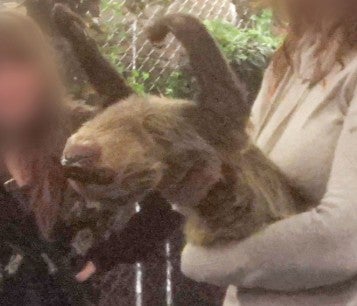Two patrons hold a distressed sloth at Sloth Encounters