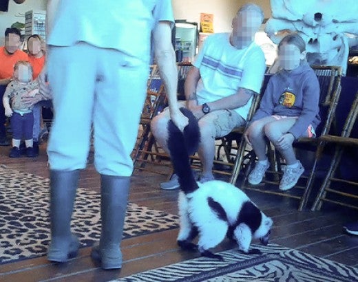 handler controls a lemur by pulling at his tail during VIP Encounter at zoo