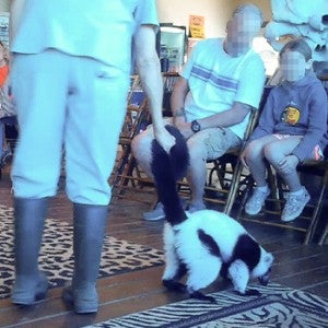 handler controls a lemur by pulling at his tail during VIP Encounter at zoo