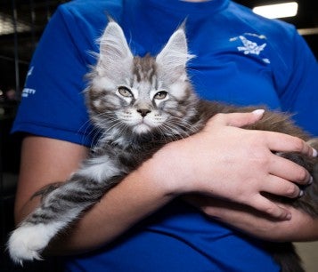 Rescued cat on its way to vet medical exam