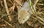 vole in the grass