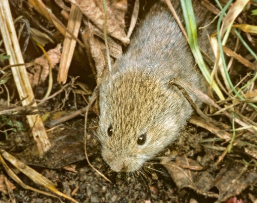 vole in the grass