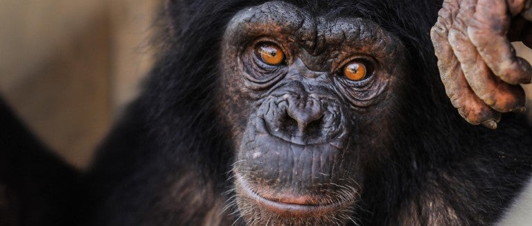 A chimp stares into the camera