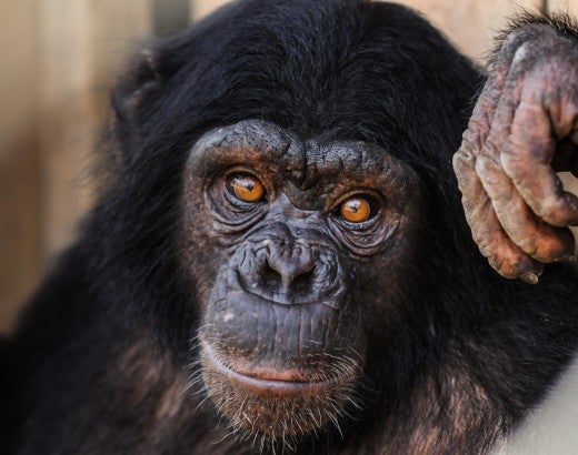 A chimp stares into the camera