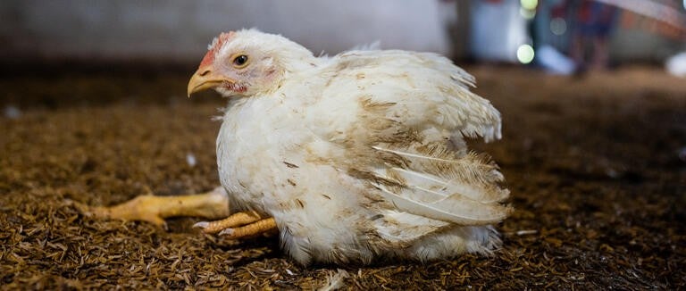 A chicken collapsed on the floor