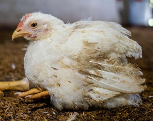 A chicken collapsed on the floor