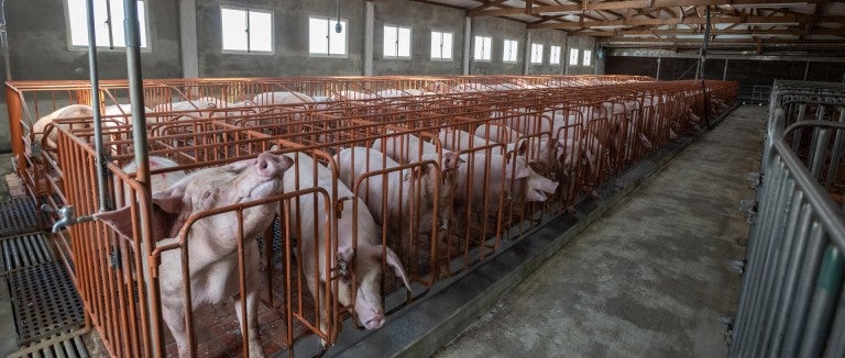 Pigs in tight cages