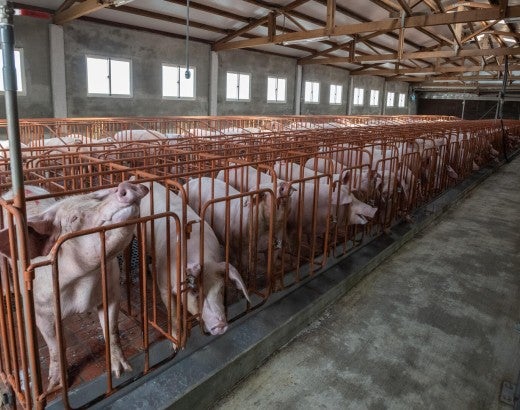 Pigs in tight cages