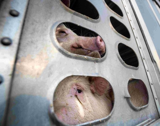 Two pigs confined in a small side