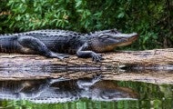 Alligator sunning on a log