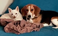 Enzo is a rescued beagle