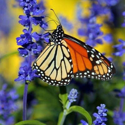 monarch butterfly on purple flowers