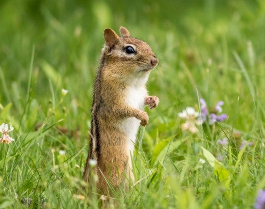 chipmunk in a field