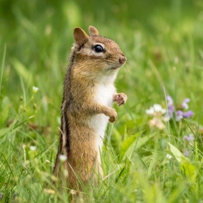 chipmunk in a field