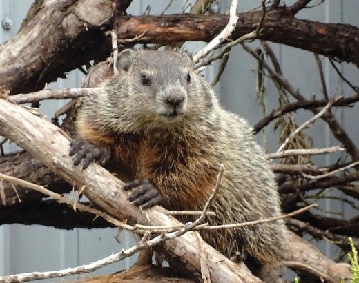 Photo of a groundhog in a tree