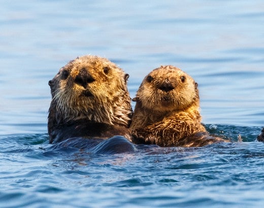Sea otter mother and pup