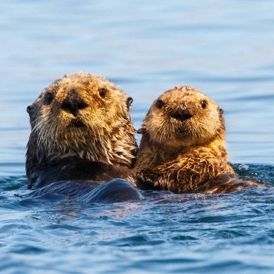 Sea otter mother and pup