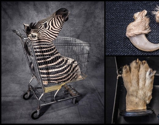 Collage of photographs featuring objects made from trophy hunting