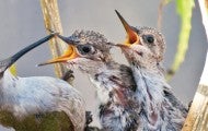 Hummingbird feeds her babies