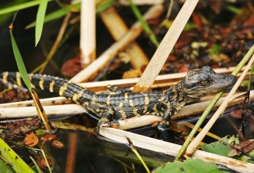 Baby alligator in the wild