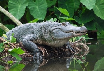 Adult alligator emerging from the water in the Everglades