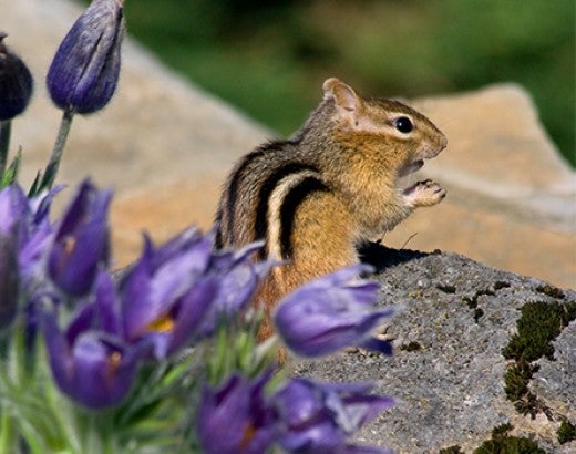 chipmunk in a garden