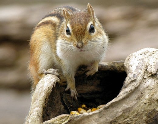 chipmunk on a log