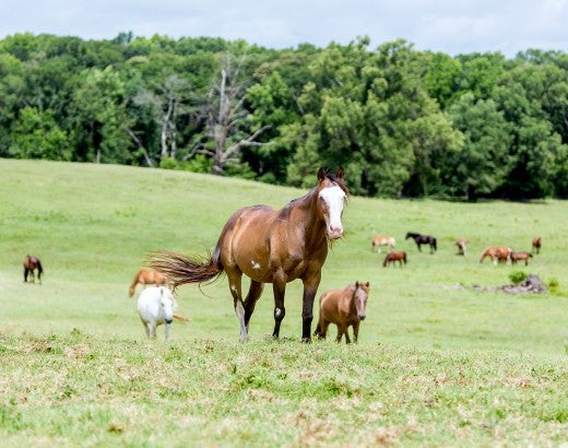 Horses grazing in Black Beauty Ranch's Grand Pasture