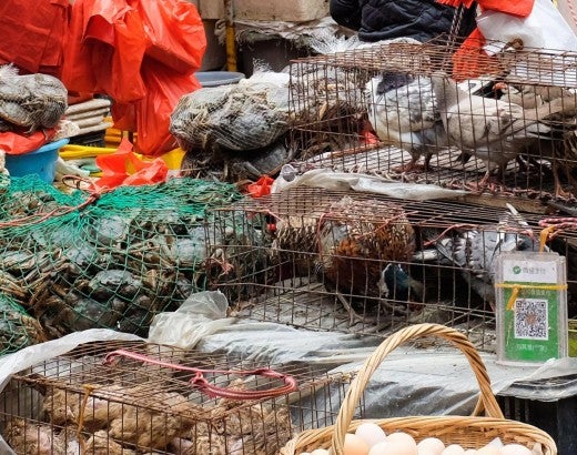 Live animals in cages at a wet market in China